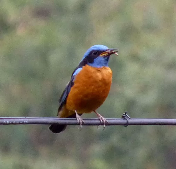 Of Days Well Spent: The IInd Uttarakhand Spring Bird Festival Blue-capped Rock Thrush