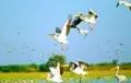 The Best 5 Bird Watching Destinations in India India Wildlife Travel The Best 5 Bird Watching Destinations in India