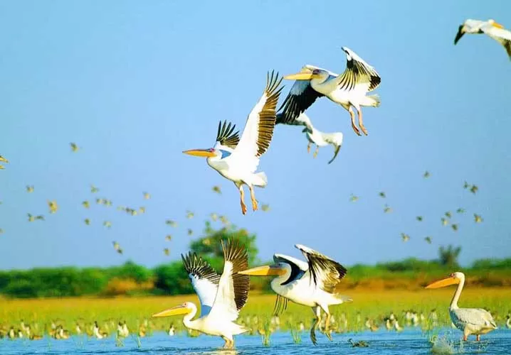 The Best 5 Bird Watching Destinations in India Nal Sarovar Bird Sanctuary