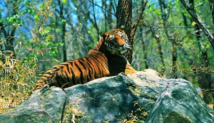 Periyar National