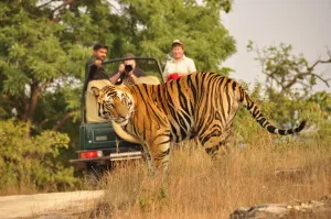 Ranthambore Safari