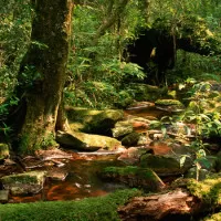 Peppara Wildlife Sanctuary