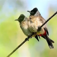 mangalavanam bird sanctuary 3