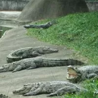 neyyar wildlife sanctuary 2