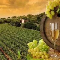 30 things do to after turning 30 in India Sula Vineyards