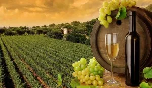 Sula Vineyards