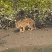 Some of the Must-See places in India sunderban 3