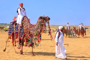 Local Man Riding A Camel At Desert Festival Jaisalmer Rajasthan India