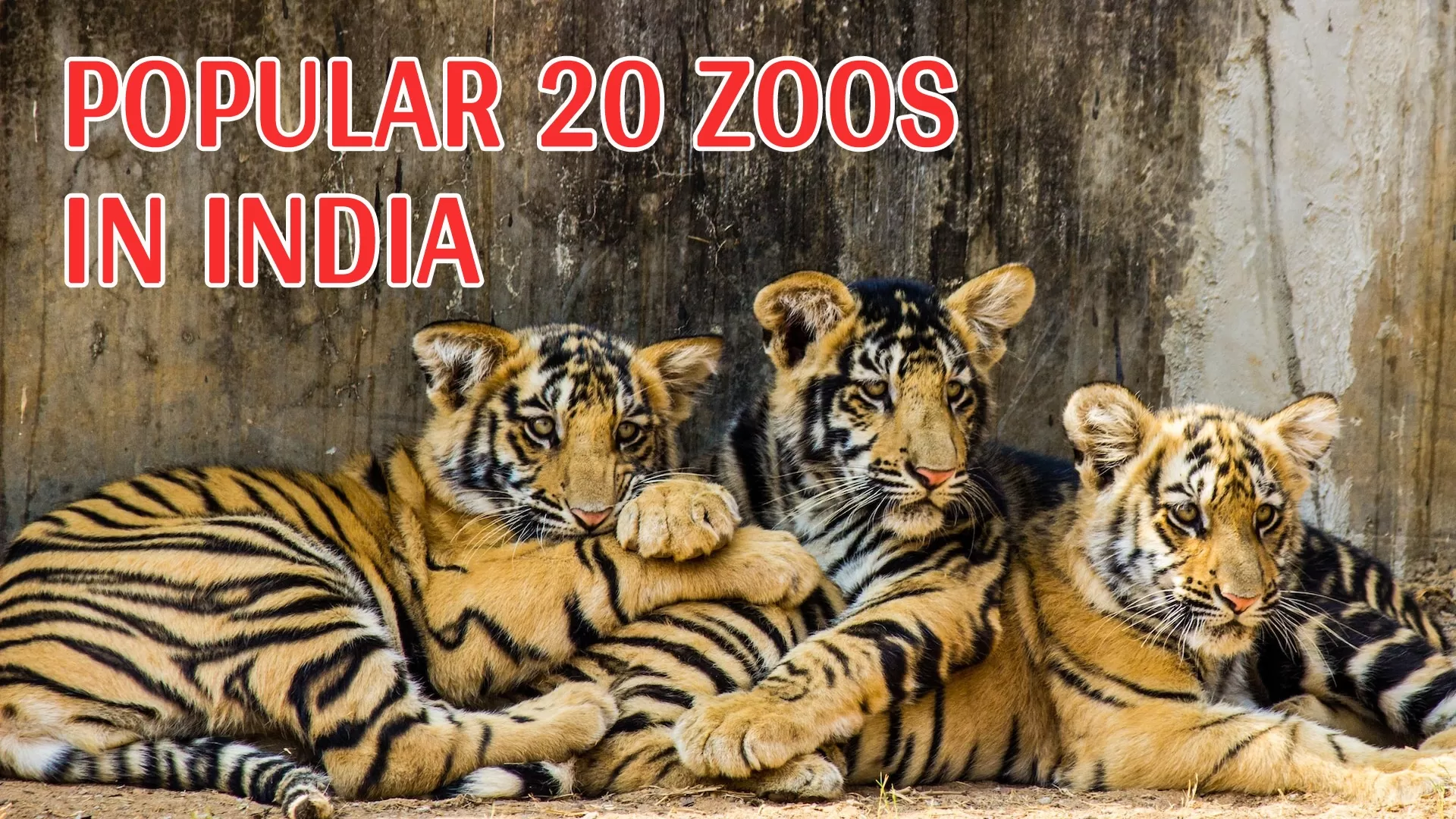 List of 20 popular Zoos in India Summer vacations List of 20 popular Zoos in India