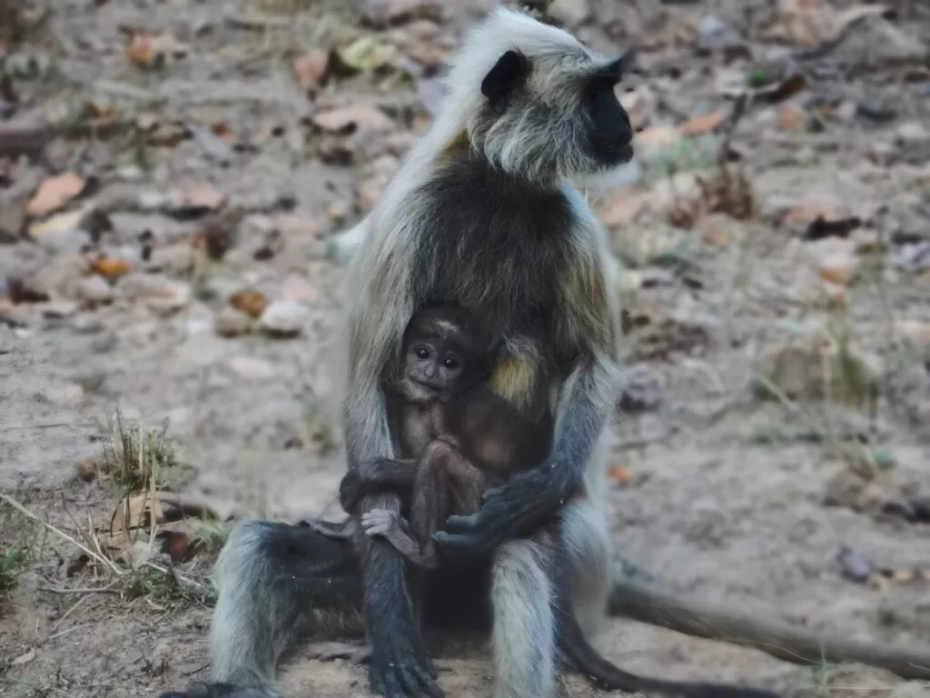 The Ultimate Guide to 5 Best Wildlife Safaris in India Safari Kanha National Park Safari