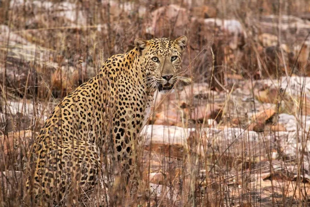 The Ultimate Guide to 5 Best Wildlife Safaris in India Safari Leopard at Tadoba Andhari Tiger Reserve Safari