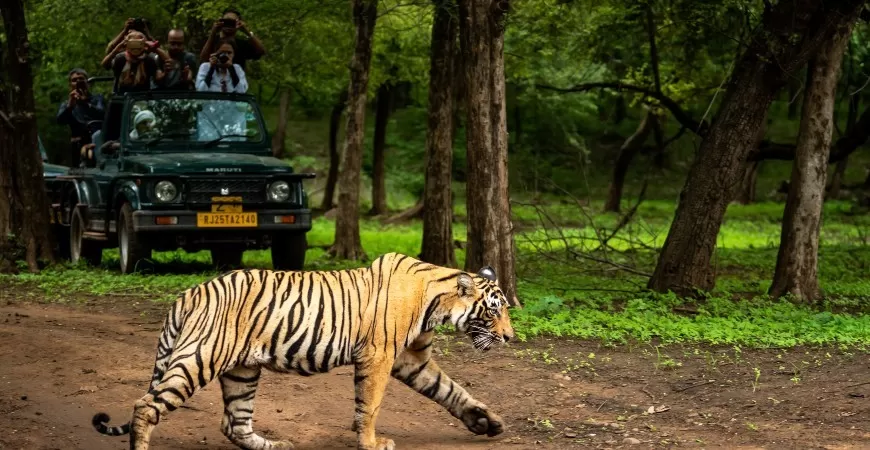 The Ultimate Guide to 5 Best Wildlife Safaris in India Safari Pench National Park safari Safari