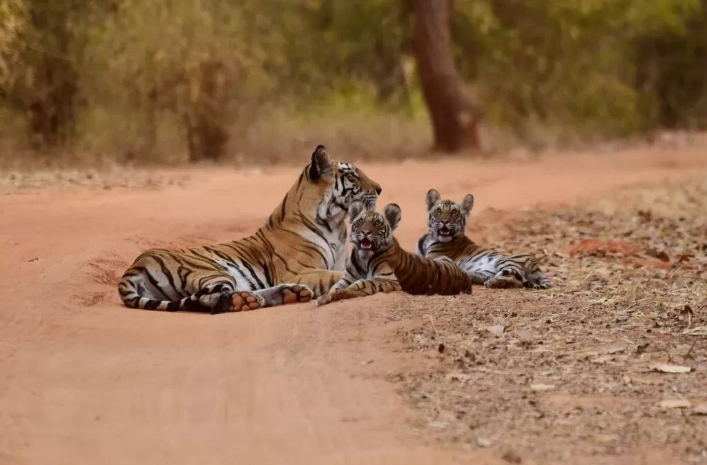 The Ultimate Guide to 5 Best Wildlife Safaris in India Safari Tiger at Bandhavgarh National Park Safari