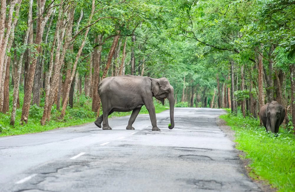 Top 20 Places to Visit in South India: A Comprehensive Guide South India Wayanad Wildlife Sanctuary South India